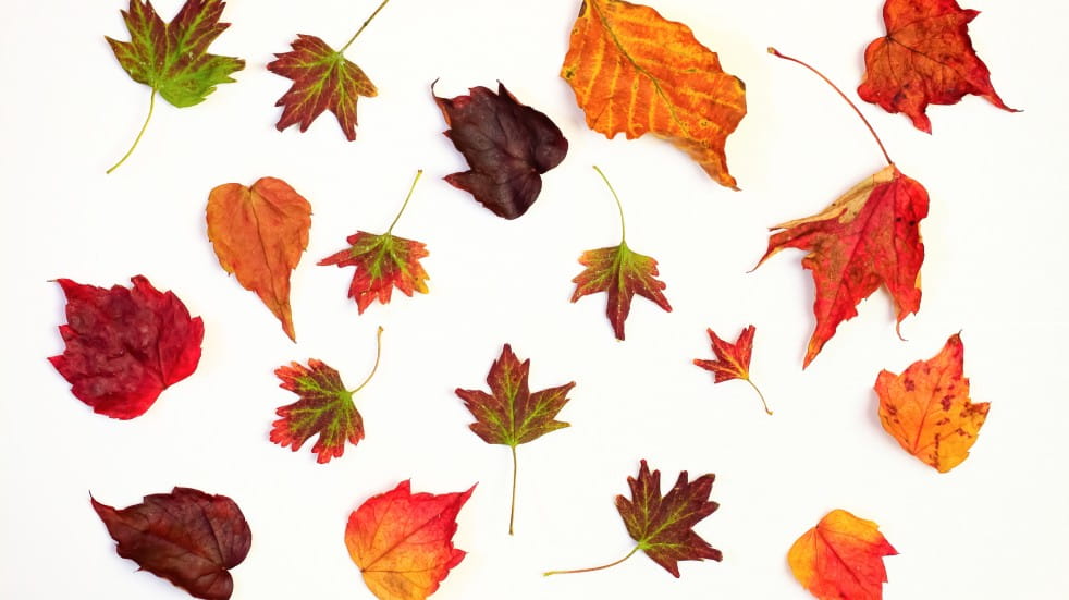 autumn leaves on white background